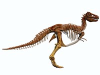 Tyrannosaurus Rex dinosaur skeleton Fine Art Print