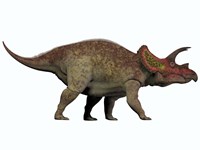 Triceratops, a herbivorous dinosaur from the Cretaceous Period Fine Art Print