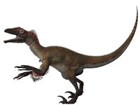 Utahraptor, a carnivorous dinosaur from the Cretaceous Period by Corey Ford - various sizes, FulcrumGallery.com brand