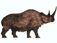 Woolly Rhinoceros, an extinct mammal from the Pleistocene Period Fine Art Print