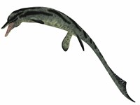 Cymbospondylus, an early ichthyosaur from the Triassic Period Fine Art Print