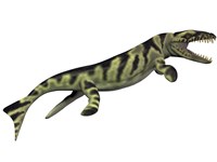 Dakosaurus, white background Fine Art Print