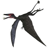 Dorygnathus, a genus of pterosaur from the Jurassic Period Fine Art Print