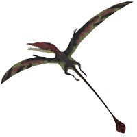 Eudimorphodon, a pterosuar from the Late Triassic Period by Corey Ford - various sizes