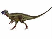 Hypsilophodon is an ornithopod dinosaur from the Cretaceous Period Fine Art Print