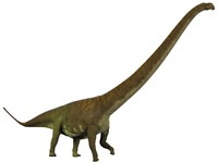 Mamenchisaurus, a sauropod dinosaur Fine Art Print