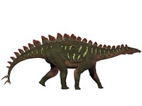 Miragaia is a genus of stegosaurid dinosaur Fine Art Print
