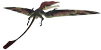 Eudimorphodon was a pterosaur that lived during the Triassic Period Framed Print