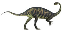 Massospondylus dinosaur fromt he Jurassic Age of Africa Framed Print