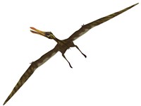 Anhanguera was a fish-eating pterosaur from the Cretaceous era of Brazil Fine Art Print