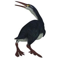 Hesperornis was a a flightless bird that lived during the Cretaceous Period by Corey Ford - various sizes