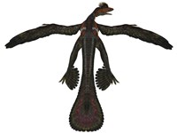 Microraptor was a flying dinosaur that lived during the Cretaceous Period Framed Print