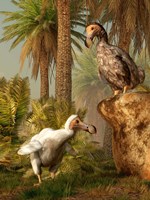 A pair of Dodo birds play a game of hide-and-seek Fine Art Print