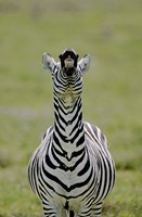 Male Burchell's Zebra Exhibits Flehmen Display to Sense Females, Kenya Fine Art Print