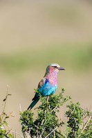 Lilac-breasted Roller sitting on a bush in the Maasai Mara, Kenya Fine Art Print