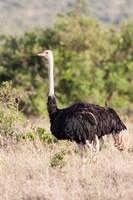 Maasai Ostrich, Tsavo-West National Park, Kenya Fine Art Print