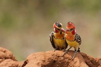 Kenya, Samburu, Red-Yellow Barbet bird Fine Art Print