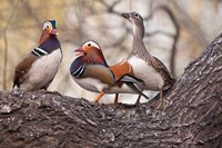 Mandarin Ducks on a branch, Beijing, China Fine Art Print