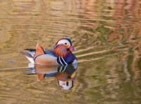 Mandarin Duck, Beijing, China Fine Art Print