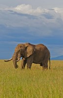 Kenya, Maasai Mara National Park, Male elephant Fine Art Print