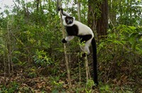 Lemur, Madagascar by Andres Morya Hinojosa - various sizes