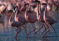 Lesser Flamingoes, Lake Nakuru National Park, Kenya Fine Art Print