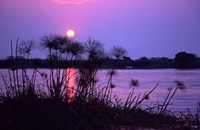 Kenya. Sunset reflects through silhouetted reeds. Fine Art Print