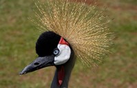 Kenya, Masai Mara, Crowned crane bird Fine Art Print