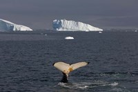 Humpback whale, Western Antarctic Peninsula Fine Art Print