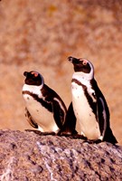 Jackass Penguins, Simons Town, South Africa Fine Art Print