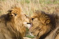 Kenya, Masai Mara, Male lions Fine Art Print