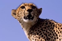 Kenya, Masai Mara National Reserve. Female Cheetah Fine Art Print