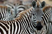 Kenya: Masai Mara Game Reserve, Burchell's zebra Fine Art Print