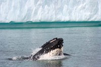 Humpback whale, Antarctic Fine Art Print