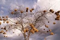 Kenya, Acacia, Back-necked and Vitelline masked Weaver Fine Art Print