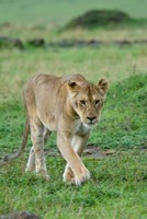 Kenya: Masai Mara Game Reserve, Mara Conservancy, Lion Fine Art Print