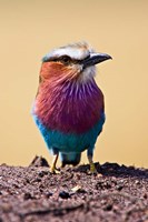 Lilac-Breasted Roller, Maasai Mara, Kenya Fine Art Print