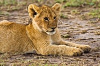 Lion Cub Laying in the Bush, Maasai Mara, Kenya Fine Art Print
