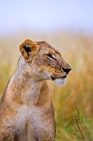 Lion Sitting in the High Grass, Maasai Mara, Kenya Fine Art Print