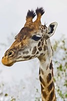 Maasai Giraffe Feeding, Maasai Mara, Kenya Fine Art Print