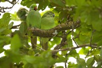 Mauritius, Black River Gorges, Parakeet tropical bird Fine Art Print