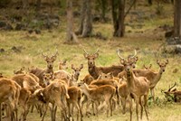 Mauritius, Java deer wildlife Fine Art Print