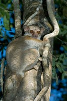 Milne-Edwards Sportive Lemur, Madagascar Fine Art Print