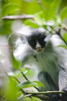 Juvenile Kirk's Red Colobus Monkey, Jozani Forest, Chwaka Bay National Park, Zanzibar, Tanzania Fine Art Print