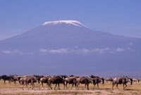 Kenya: Amboseli NP, wildebeest wildlife, Mt Kilimanjaro Fine Art Print