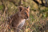 Lion cub, Masai Mara National Reserve, Kenya Fine Art Print