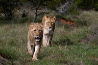 Lion, Kariega Game Reserve, South Africa Fine Art Print