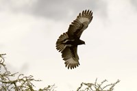 Long Crested Eagle, Meru National Park, Kenya Fine Art Print