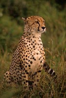 Kenya: Masai Mara, head of mating cheetah Fine Art Print