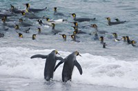 King Penguin, Gold Harbor, South Georgia, Antarctica by Keren Su - various sizes